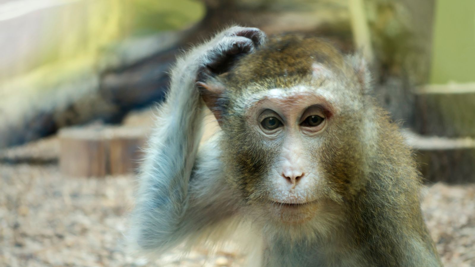 monkey scratching his head